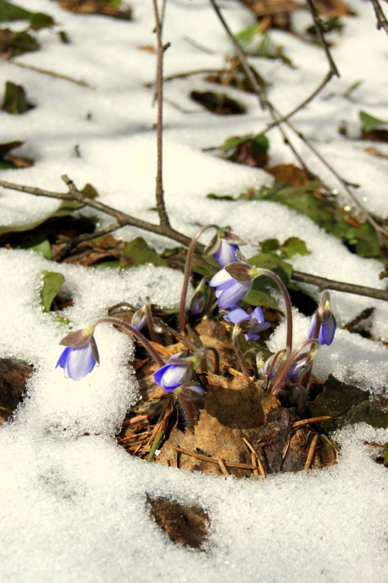 Снежные проталины
