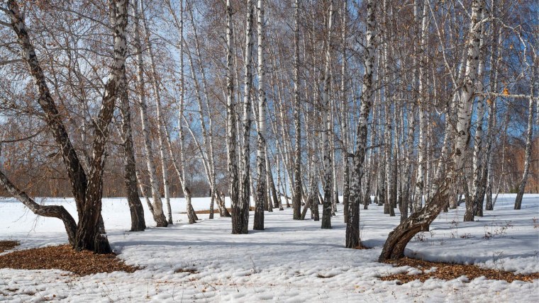 Весна проталины березы