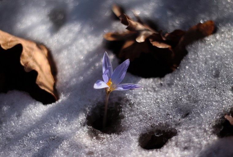 Весна проталины фото