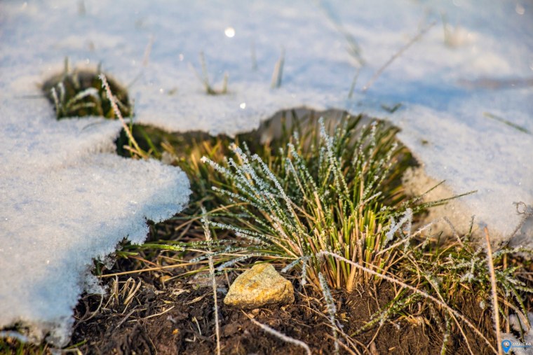 Сосновый лес ранней весной