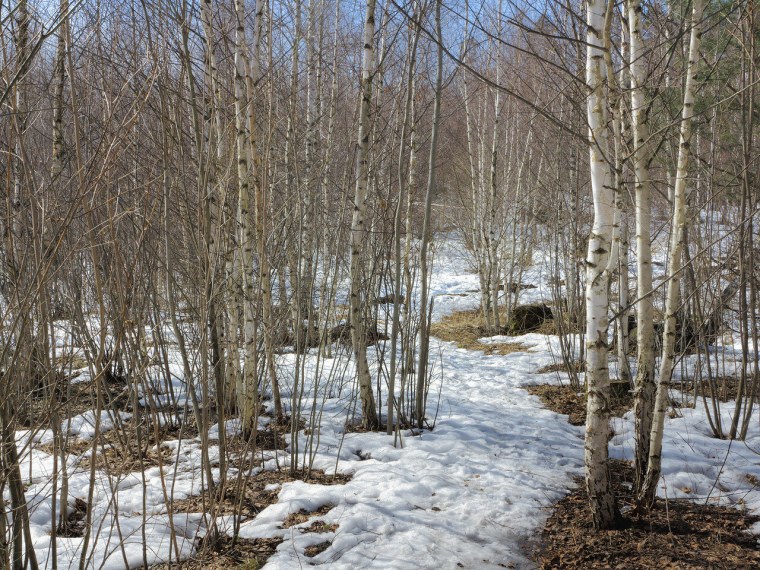 Апрель природа