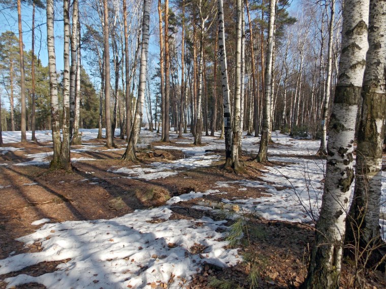 Проталины травка