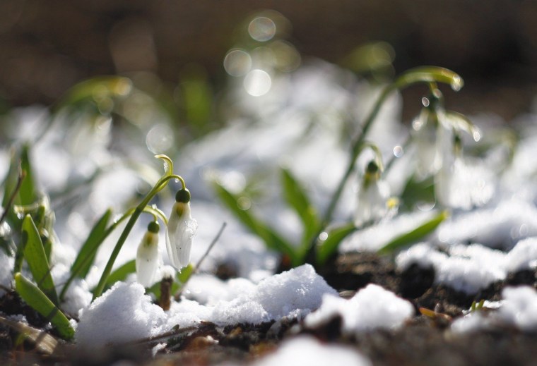 Ранняя Весна