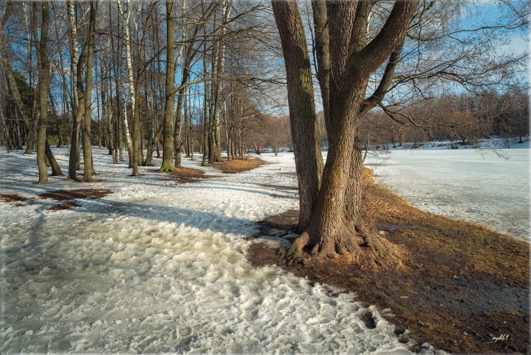 Лес ранней весной