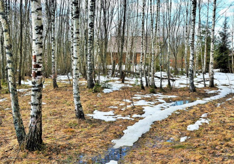 Весна проталины