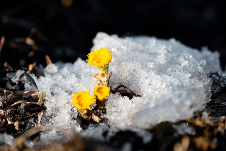Солнце проталинки