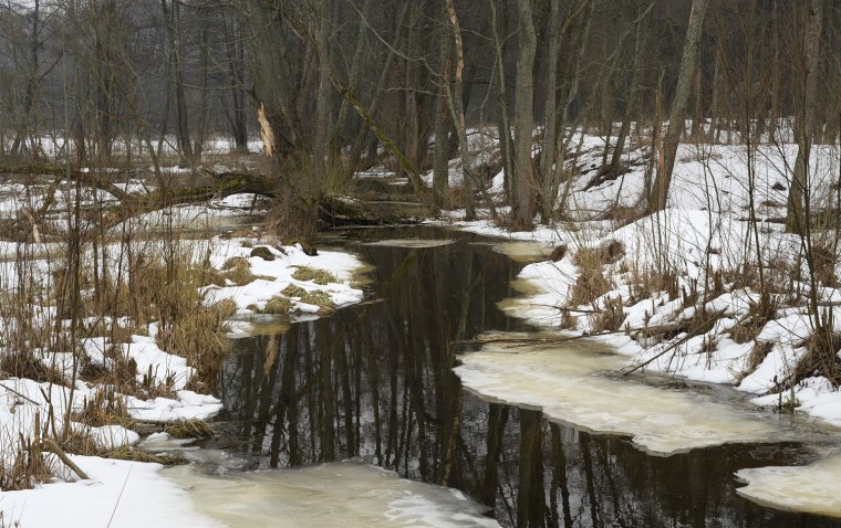 Ранняя Весна в лесу