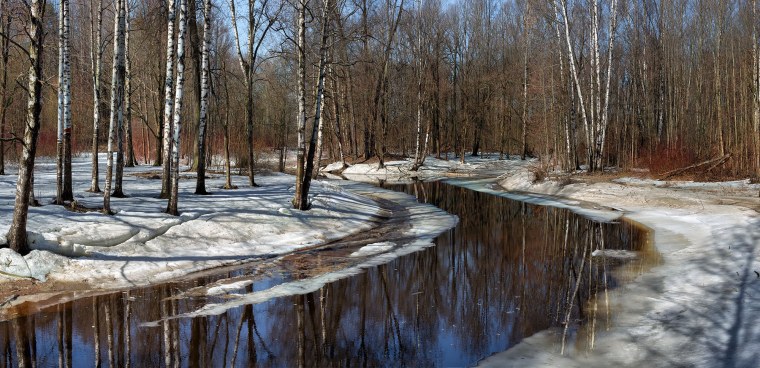 Лес с проталинами ранними весенними
