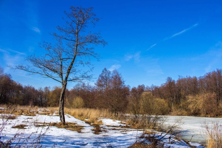 Весна проталинки