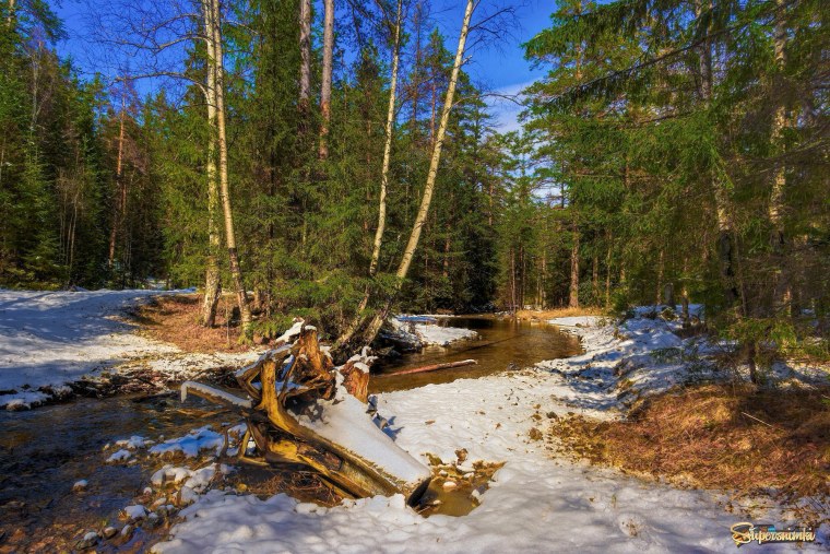 Проталины в лесу