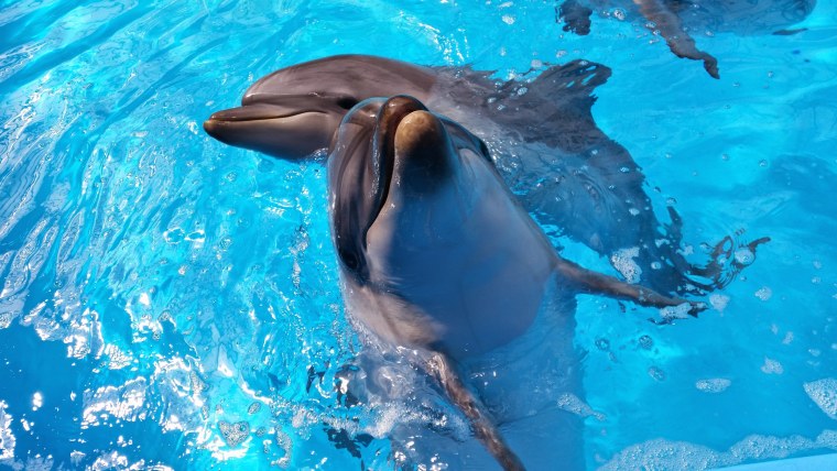 Картинки на рабочий стол дельфины