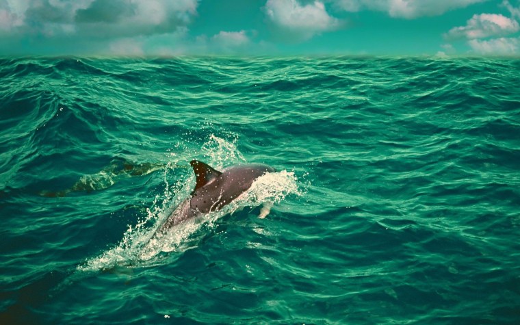 Дикий Дельфин и человек