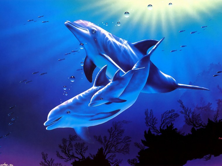 Дельфин в море