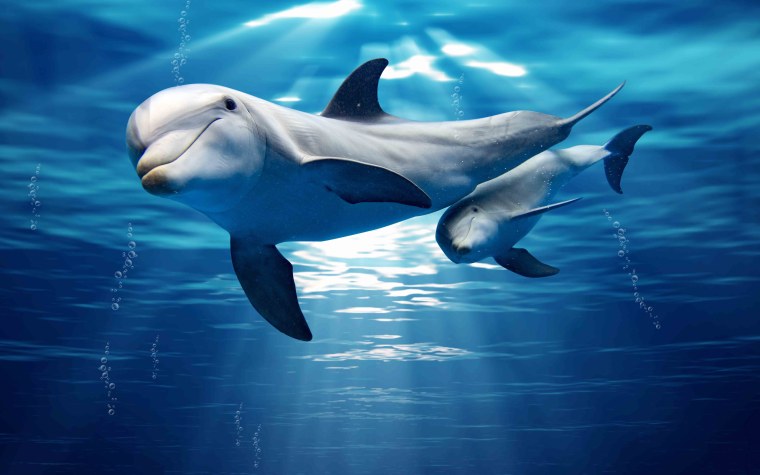 Дельфин в море