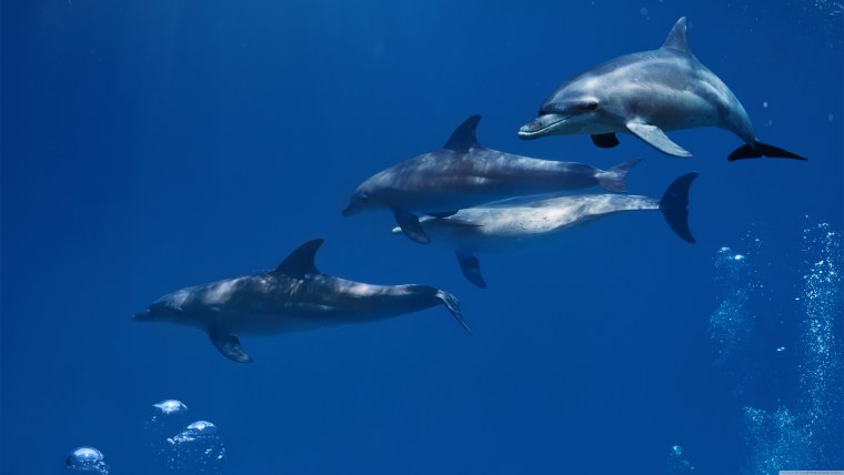 Дельфины в море