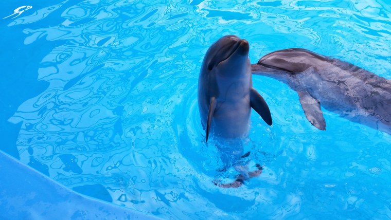 Адриан Честерман касатки