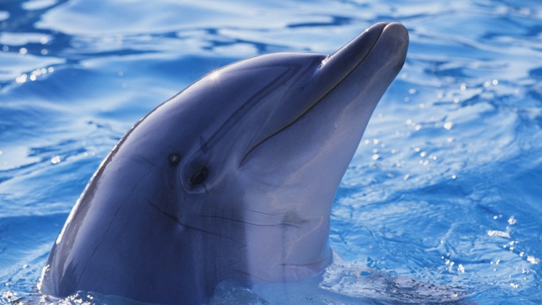 Морские волны с дельфинами