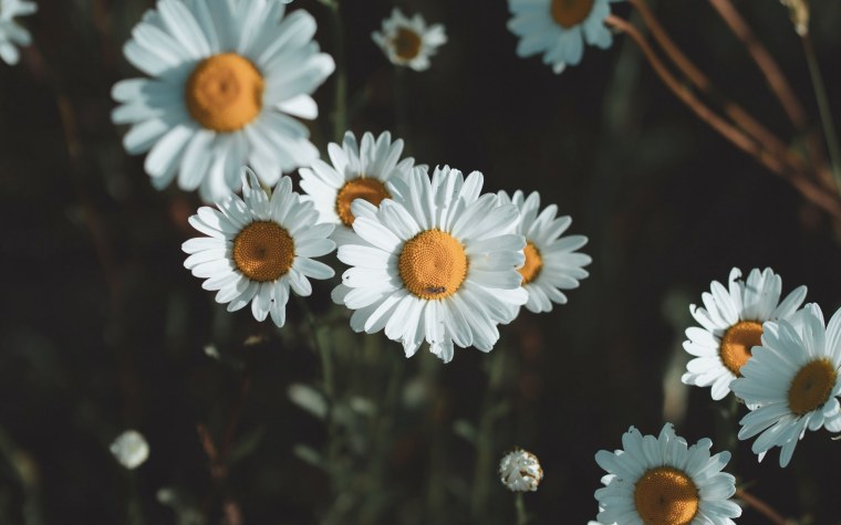 Ромашка макро