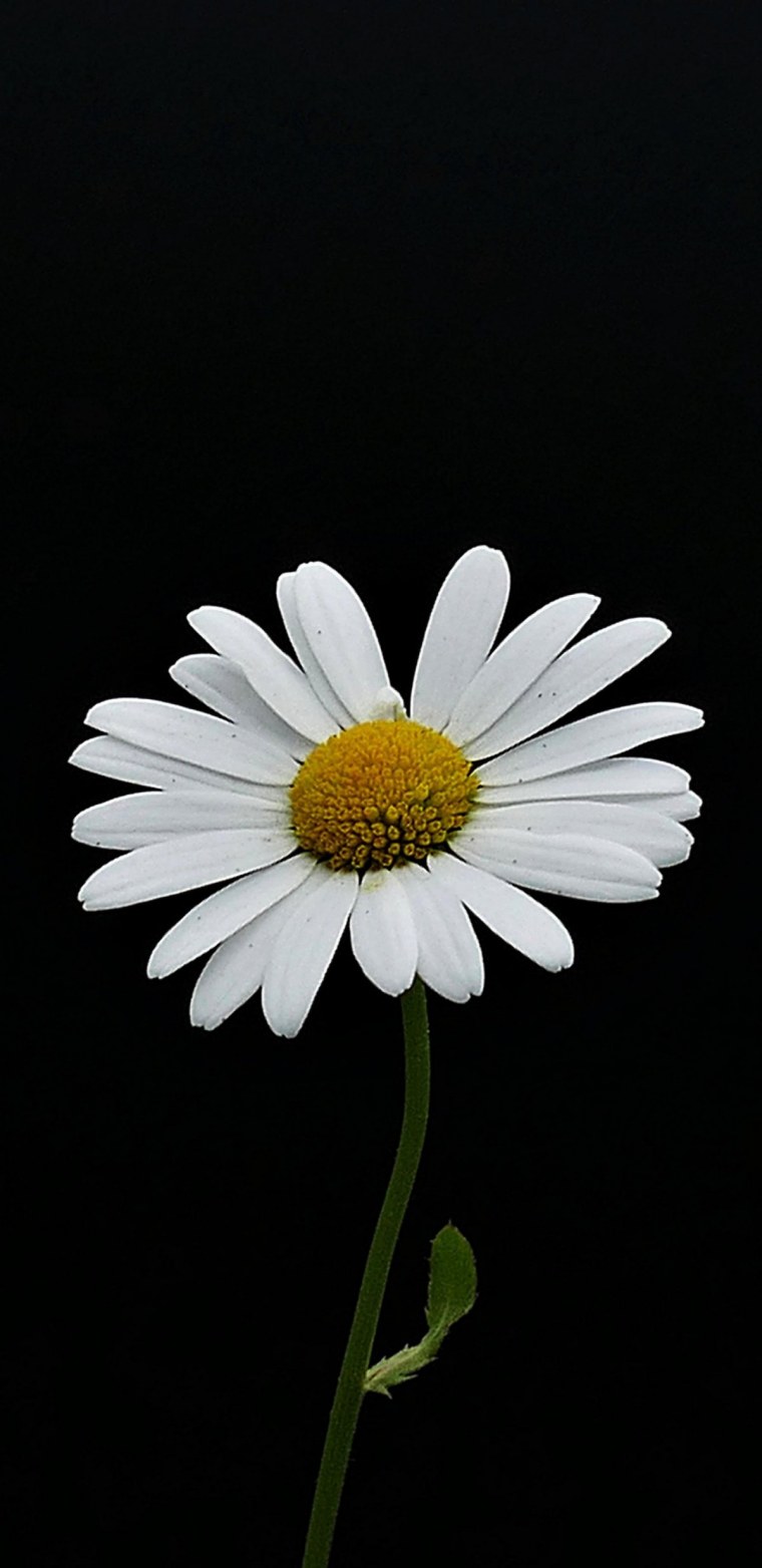 Картинки на рабочий стол ромашки