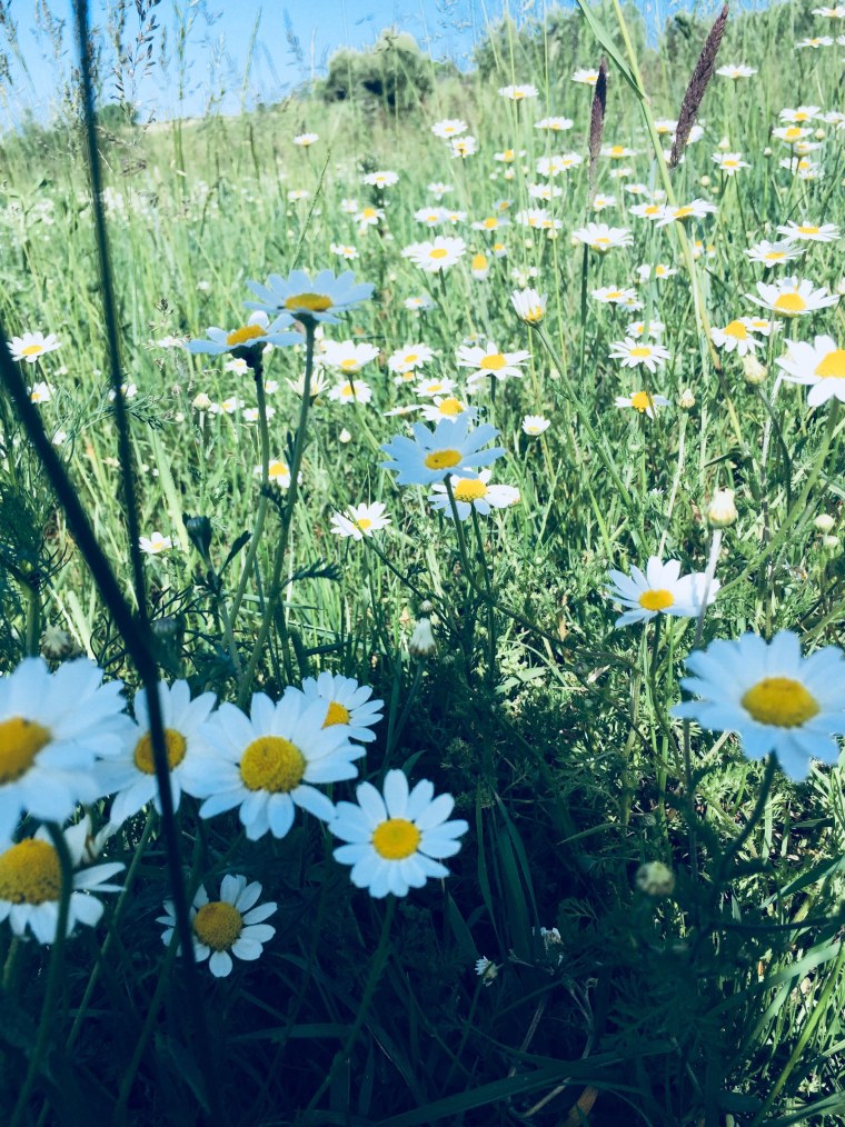 Обои на рабочий стол ромашки