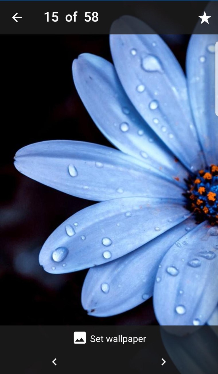 Ромашки на голубом