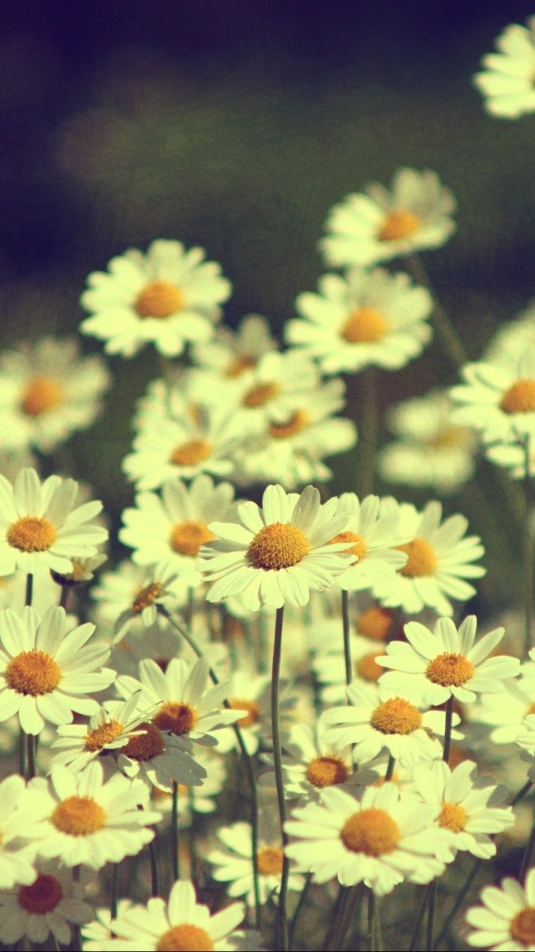 Ромашки на фоне неба