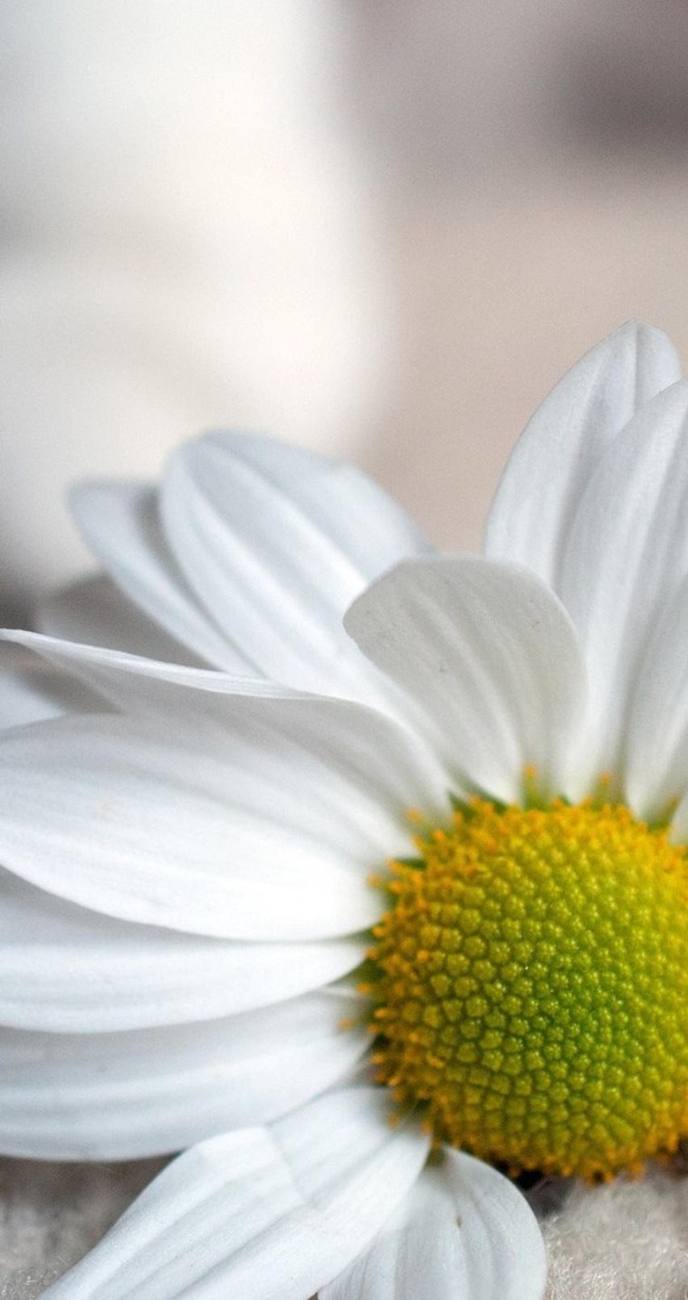 Ромашки на айфон