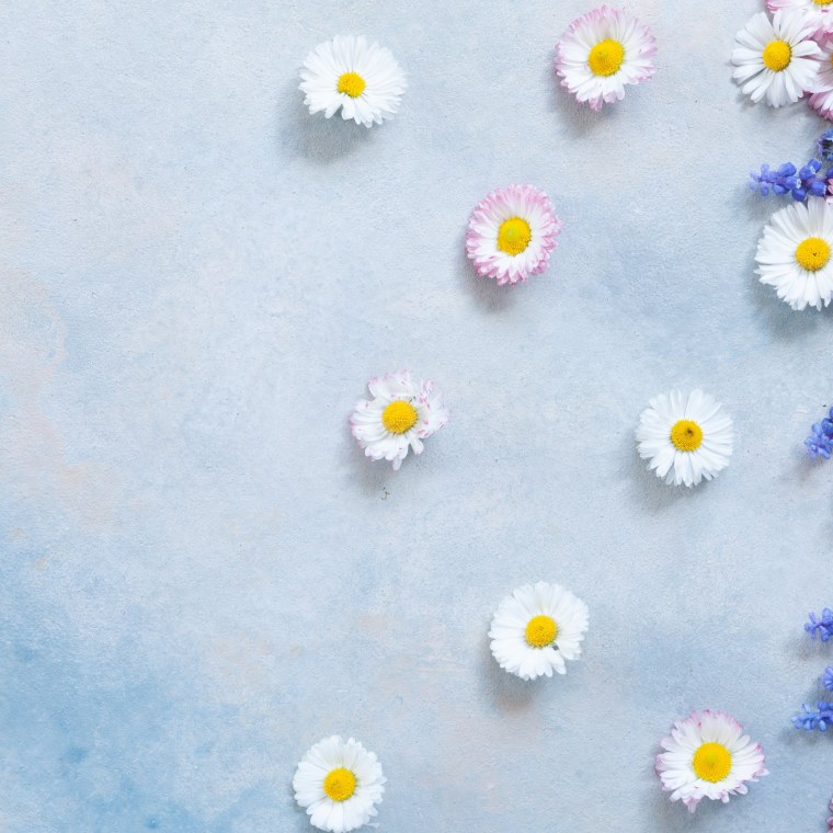 Ромашки Эстетика