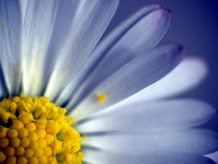 Ромашки на темном фоне