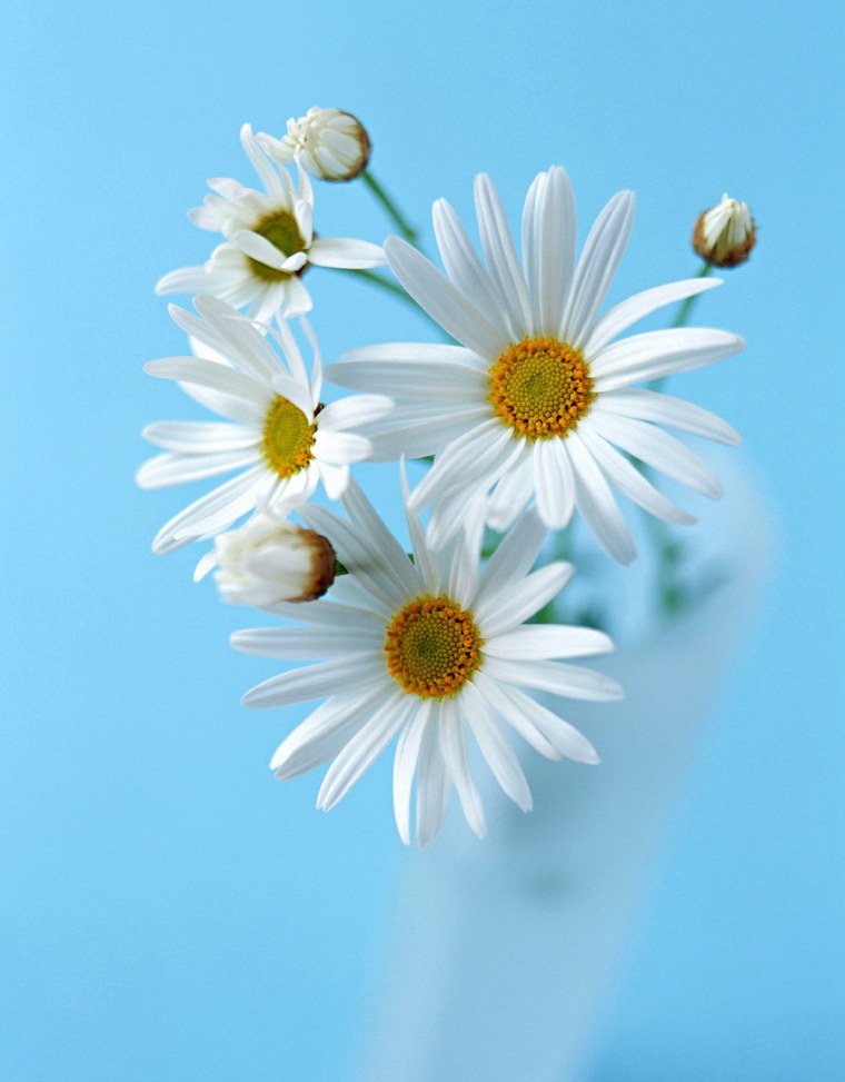 Ромашки Эстетика