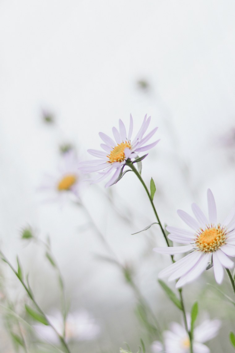 Ромашки на черном фоне