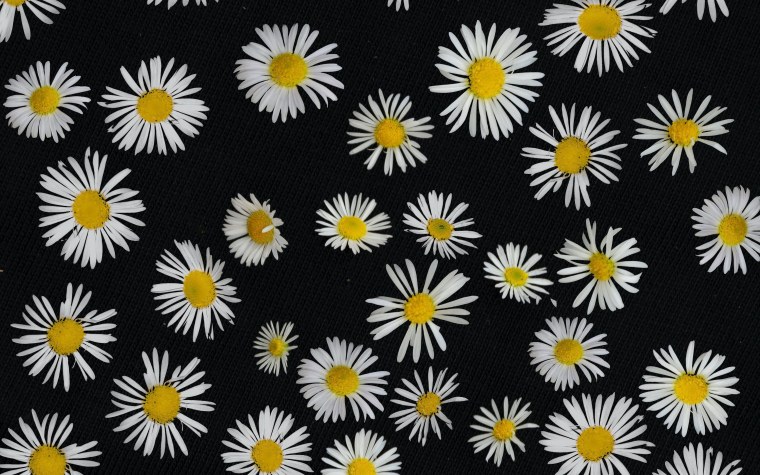 Фон ромашки