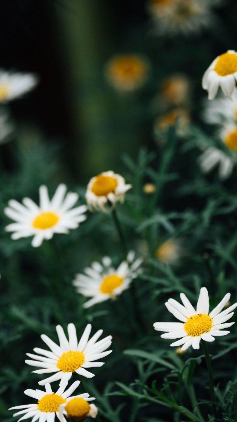 Ромашки Дейзи Флауэр