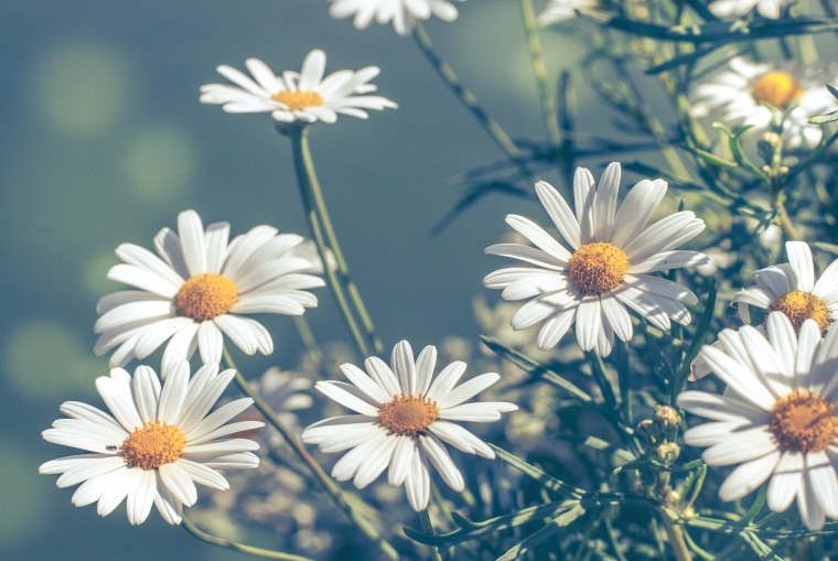 Заставки на телефон цветы