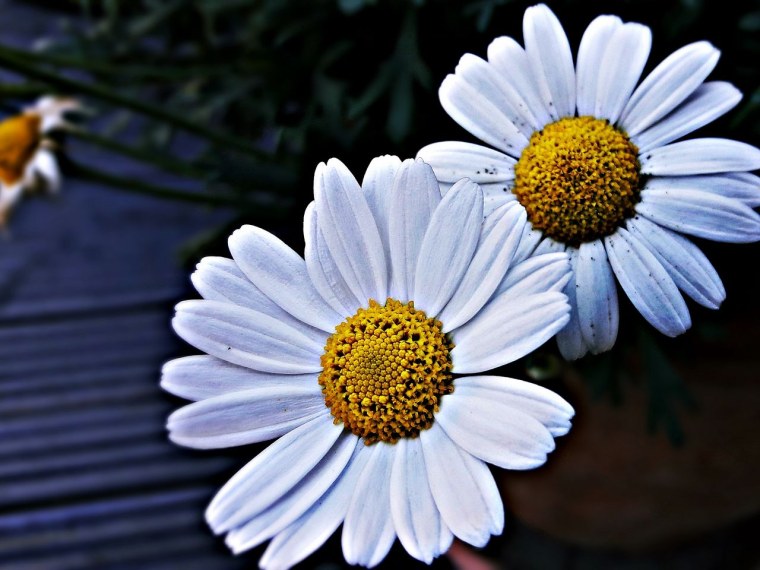 Милые летние цветы