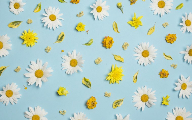 Эстетичные ромашки