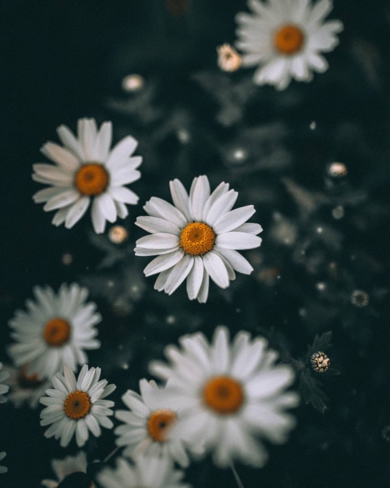 Фон ромашки
