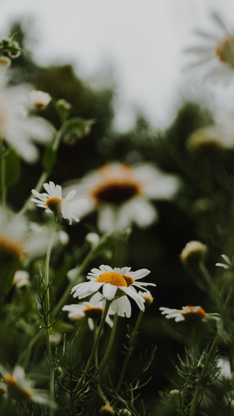 Ромашка Минимализм