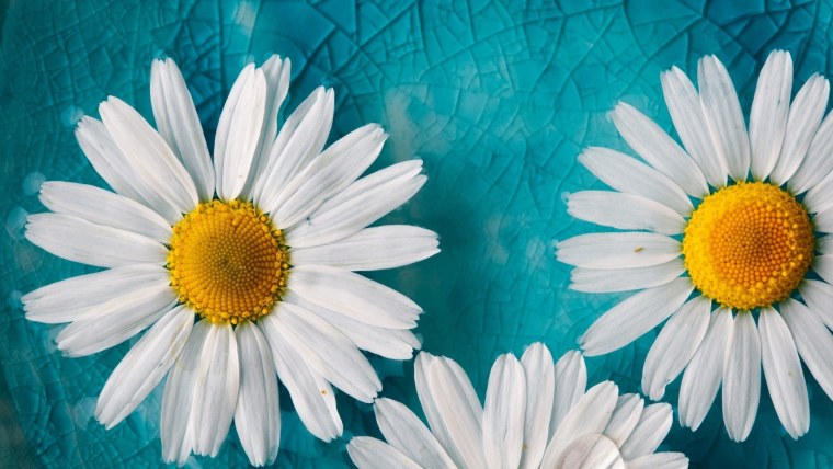 Обои на айпад ромашки