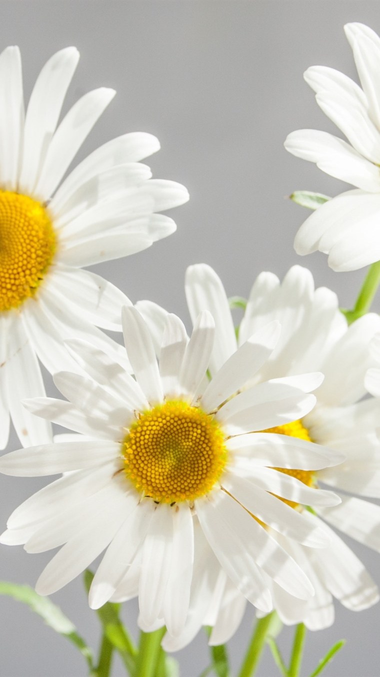 Ромашки Дейзи Флауэр