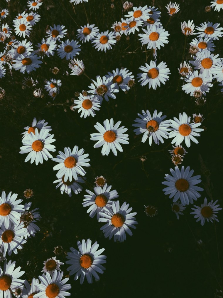 Красивые ромашки