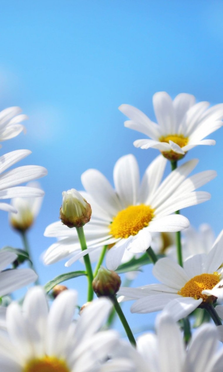 Красивый фон с ромашками