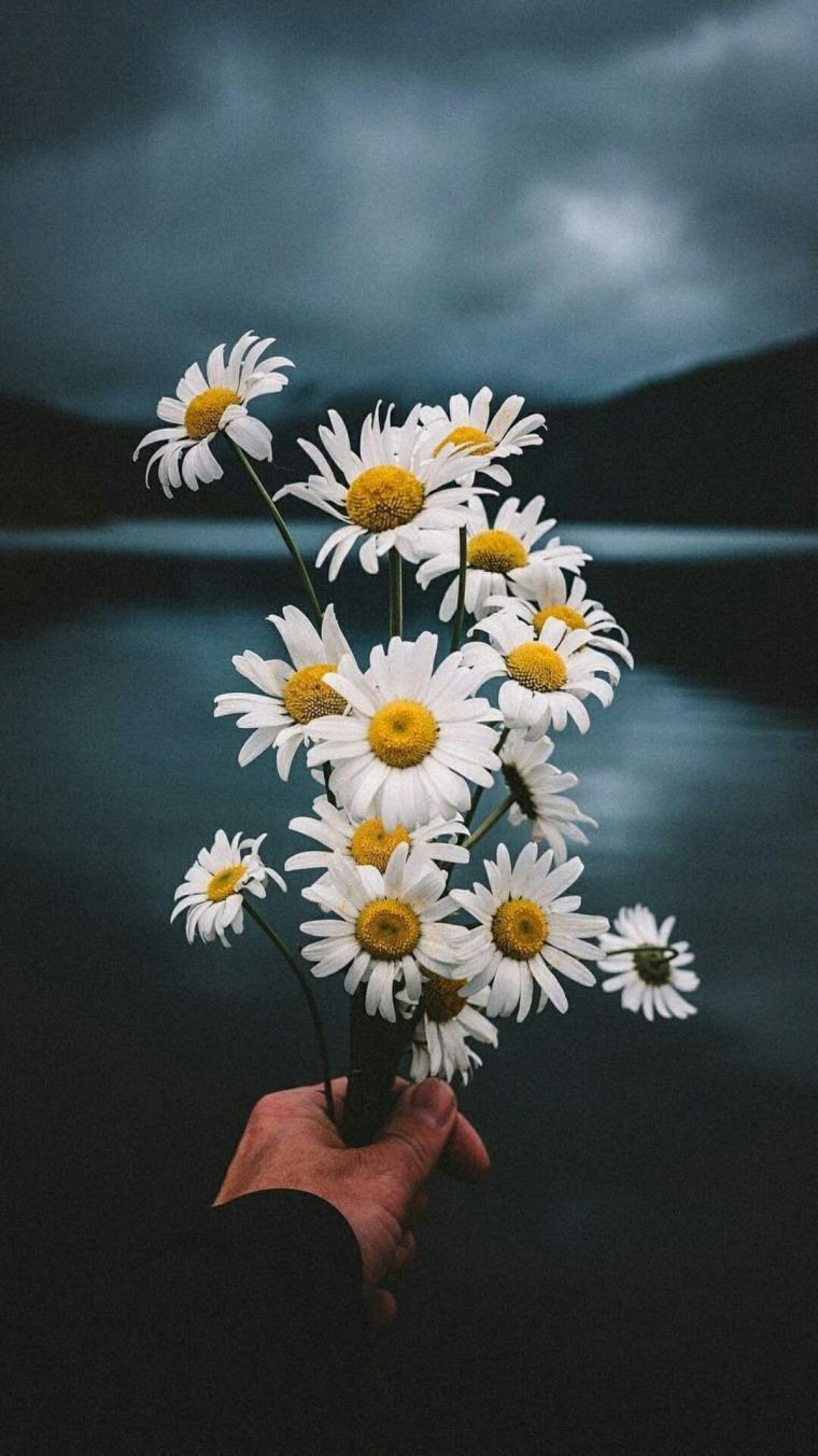 Ромашки картинки нежные