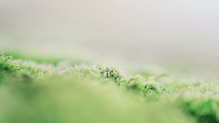 Светлый фон с зеленью