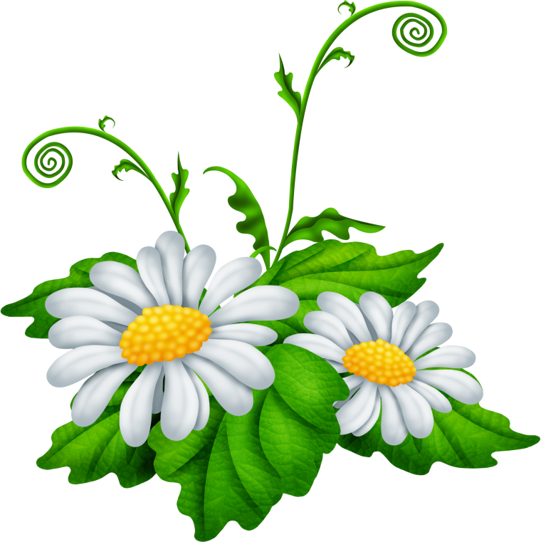 Ромашка рисунок