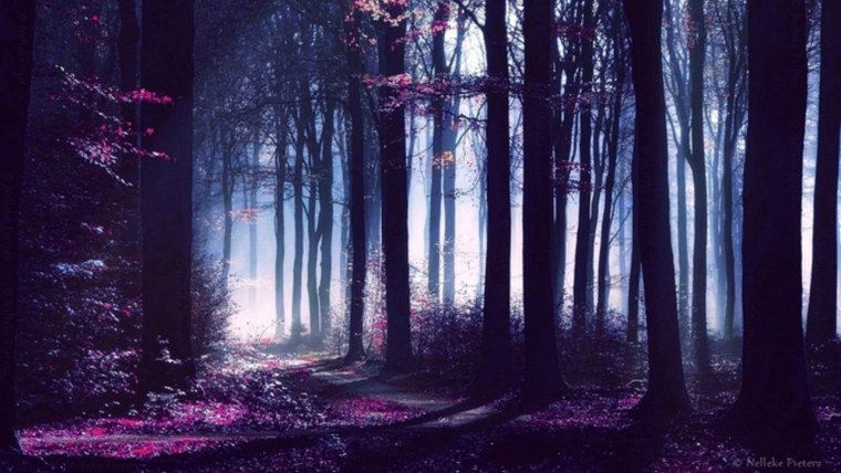 Фиолетовый лес