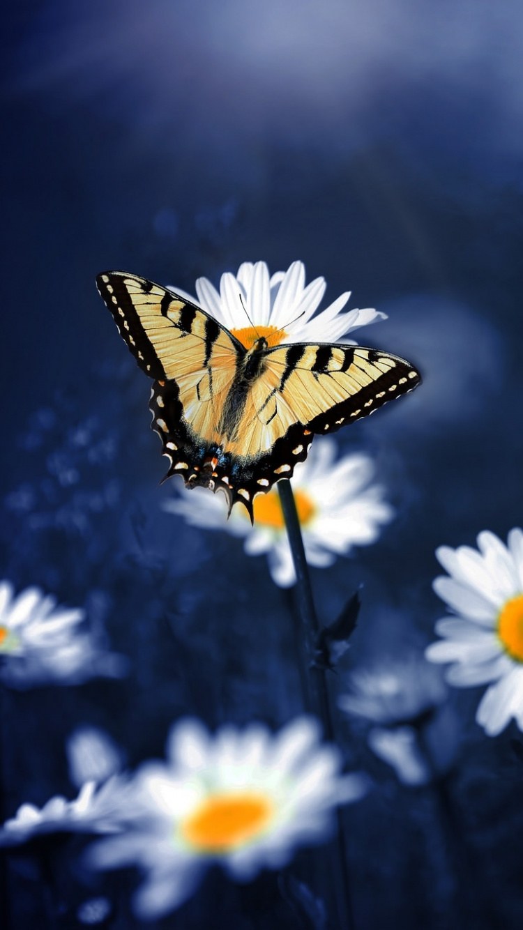 Обои с бабочками