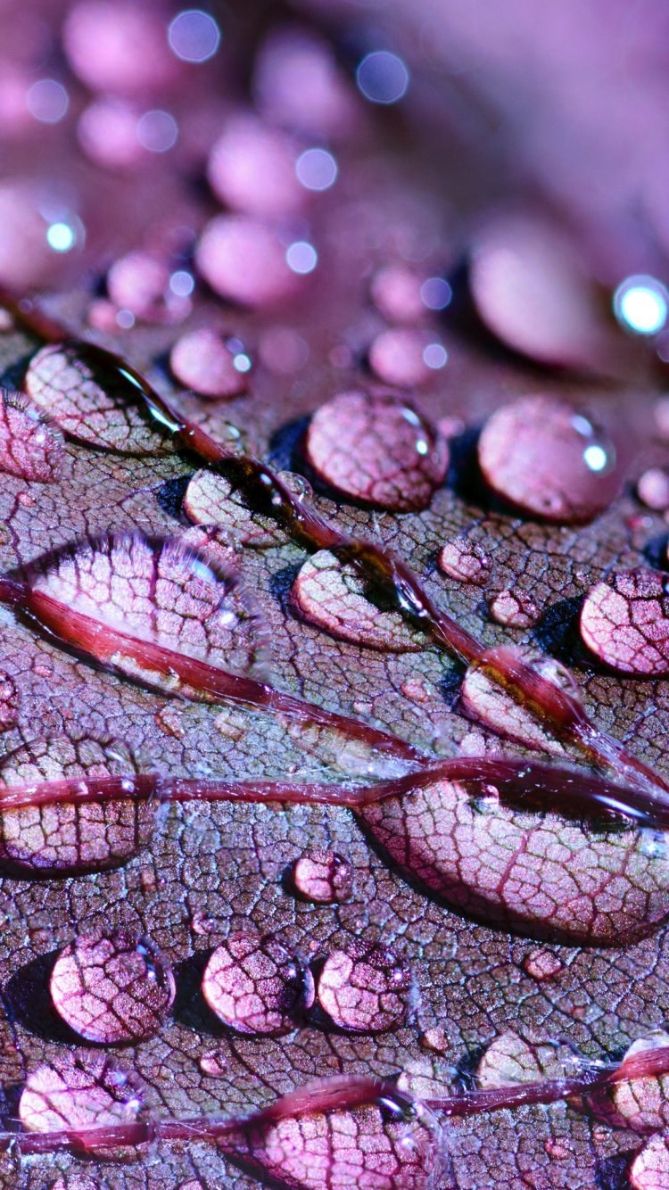 Орхидейный богомол