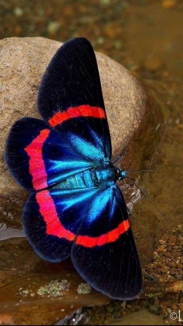 Самые редкие бабочки