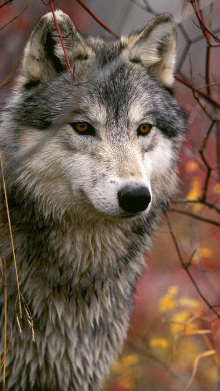 Волк вертикальные